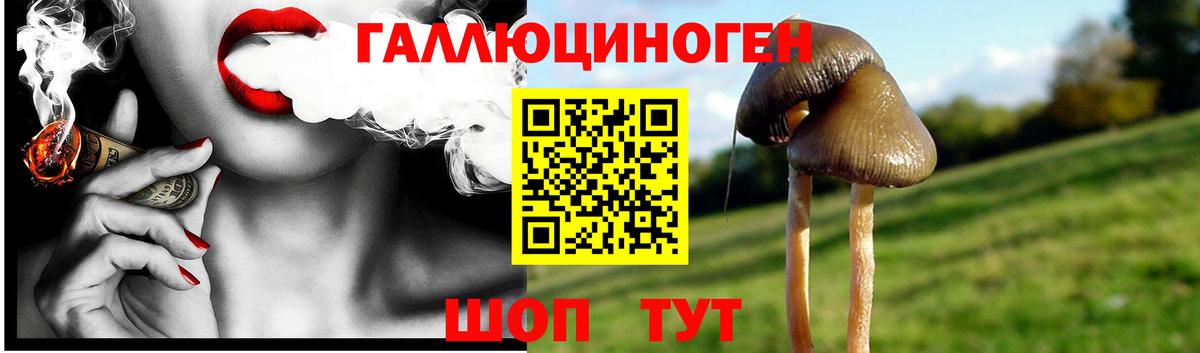 Галлюциногенные грибы Psilocybe Сердобск